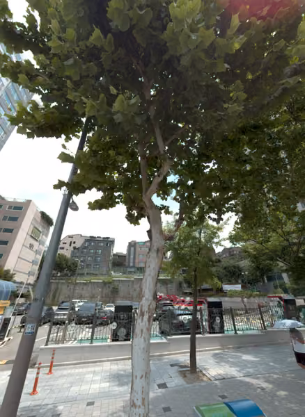 tree photo