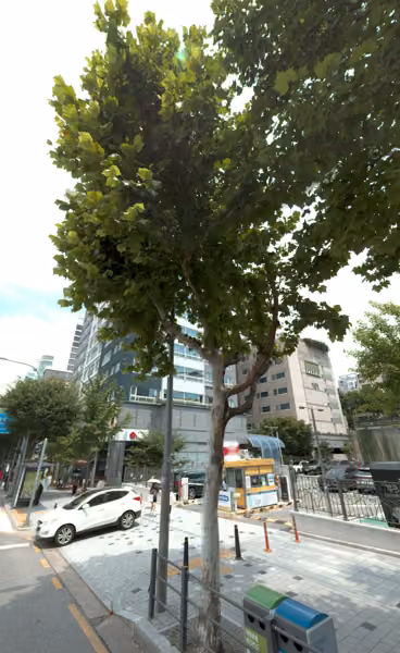 tree photo
