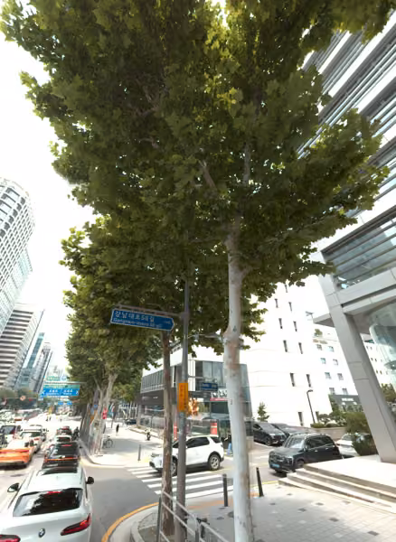 tree photo