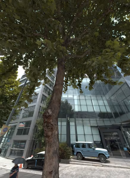 tree photo