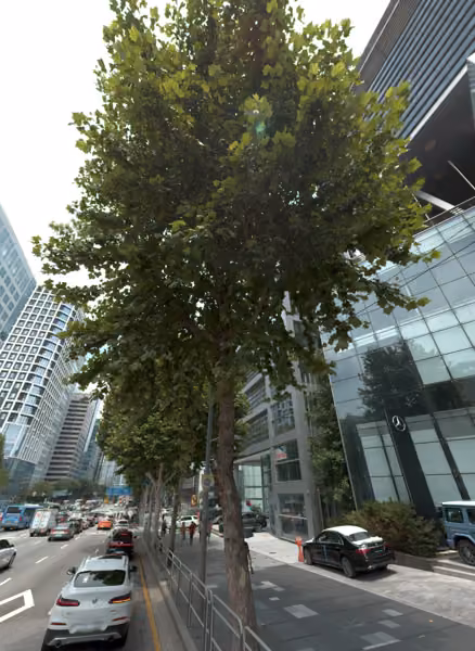 tree photo