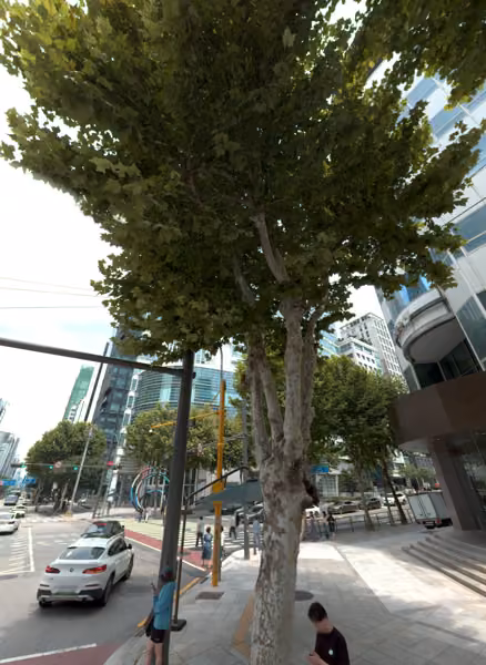 tree photo