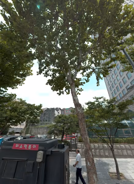 tree photo