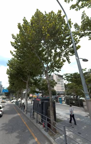 tree photo