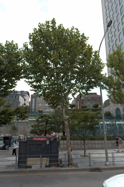tree photo