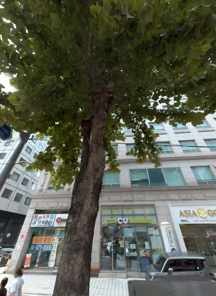 tree photo