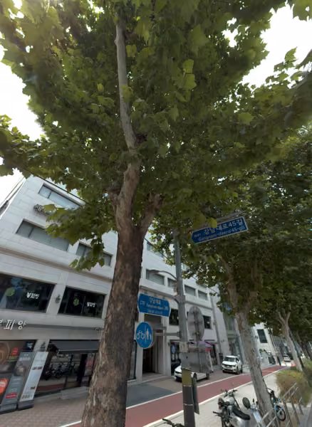 tree photo