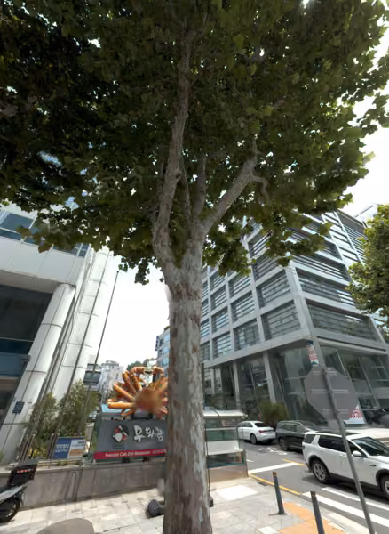 tree photo