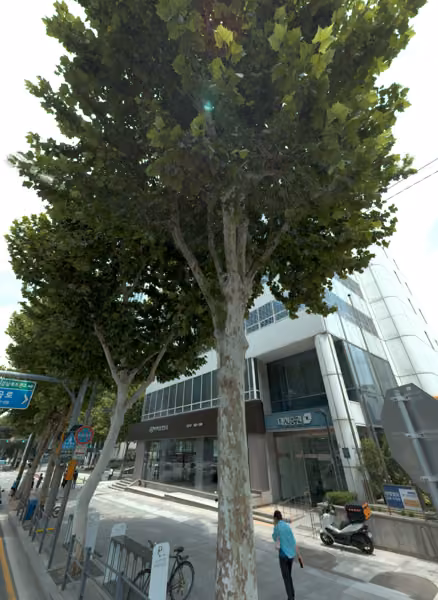 tree photo