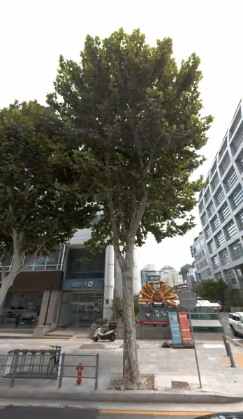 tree photo