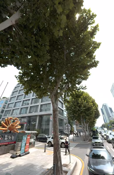 tree photo