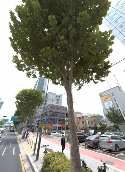 tree photo