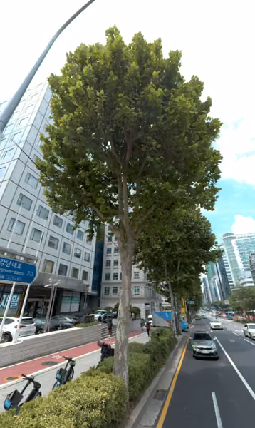 tree photo