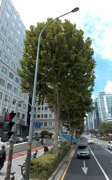 tree photo