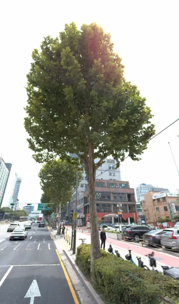 tree photo