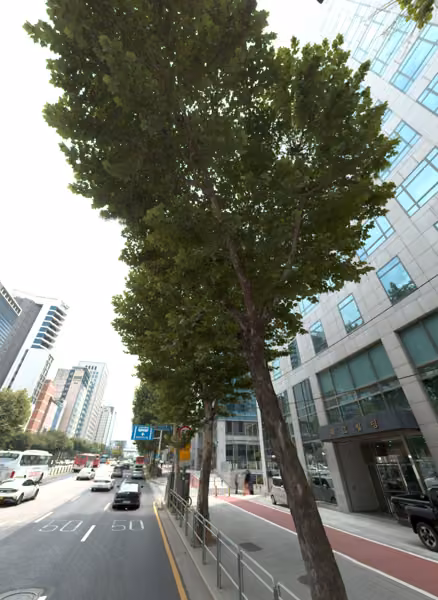 tree photo