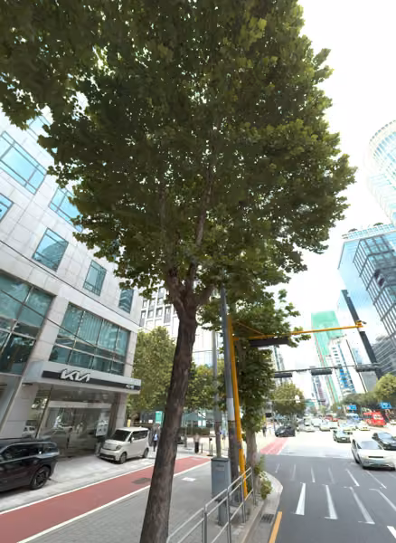 tree photo