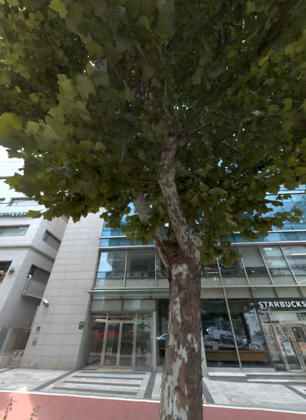 tree photo
