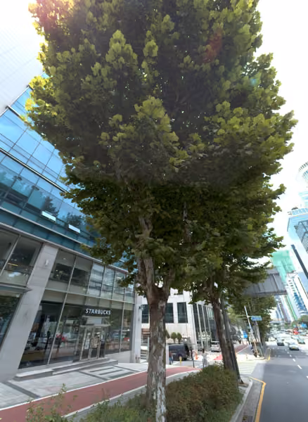 tree photo