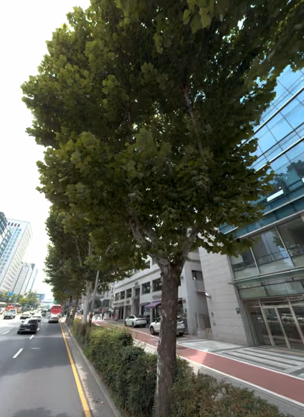 tree photo