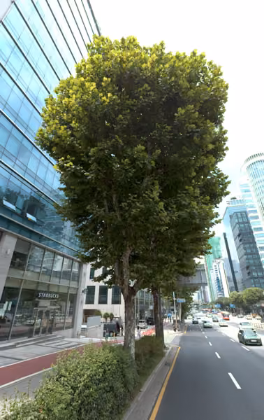 tree photo