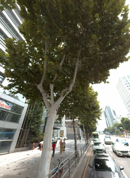 tree photo