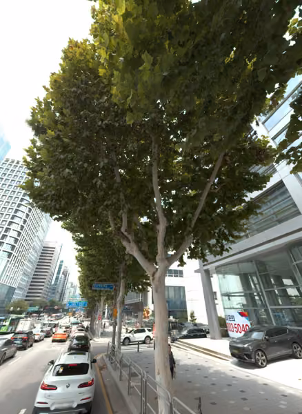tree photo