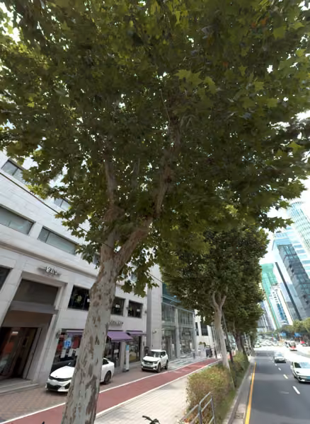 tree photo