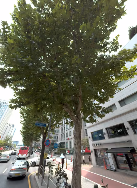 tree photo