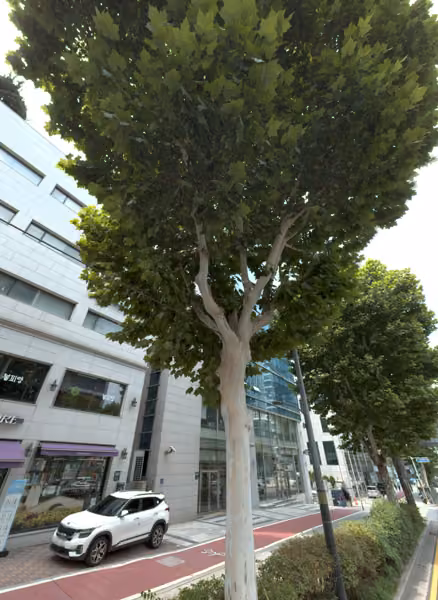 tree photo