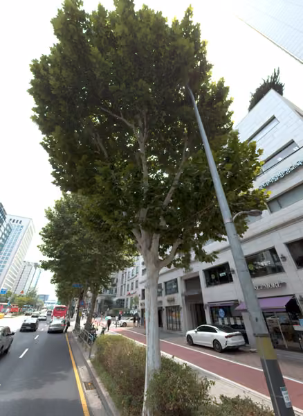 tree photo