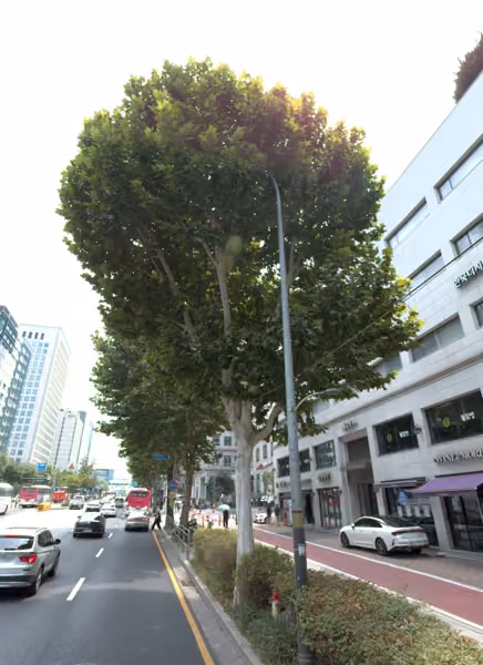 tree photo