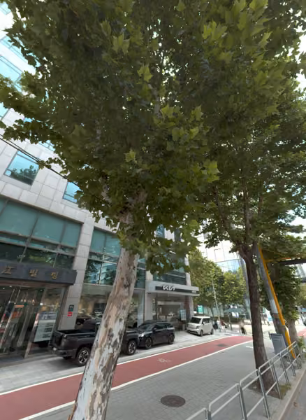 tree photo