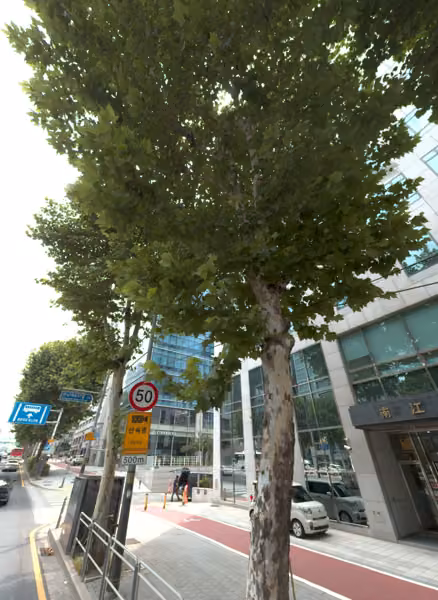 tree photo