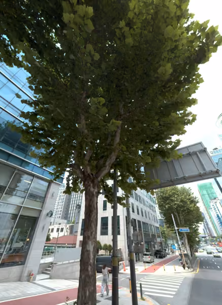 tree photo