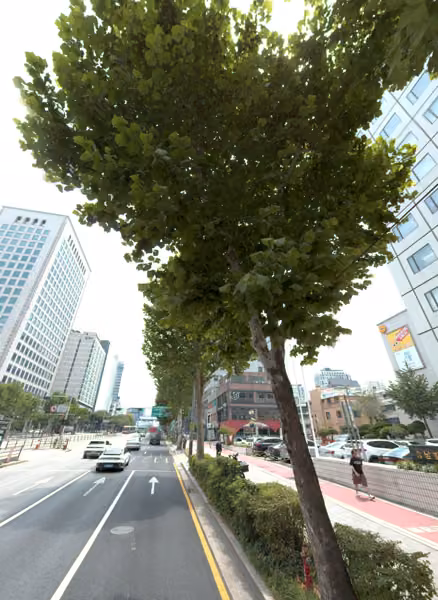 tree photo