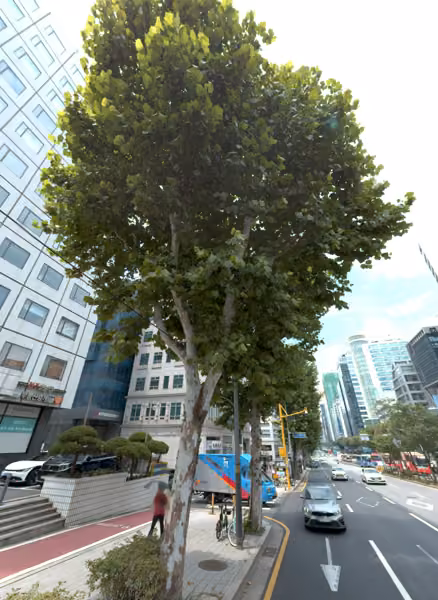 tree photo