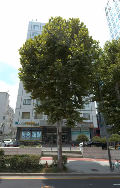 tree photo
