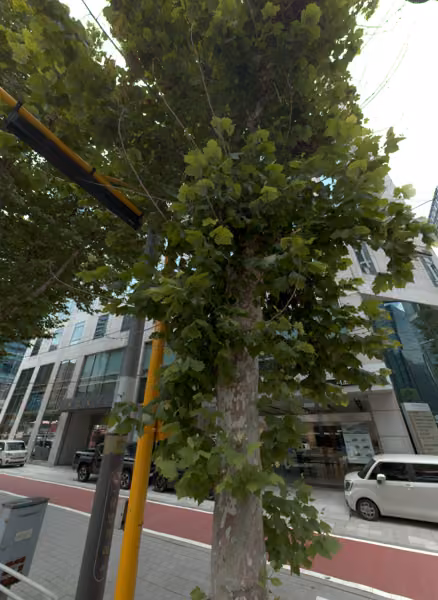 tree photo