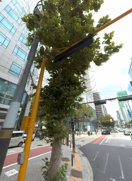 tree photo