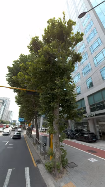 tree photo