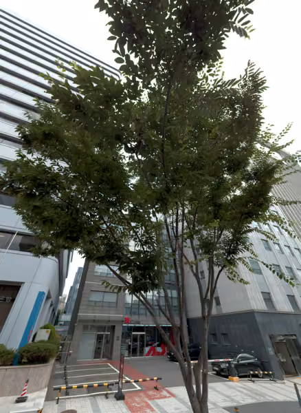 tree photo