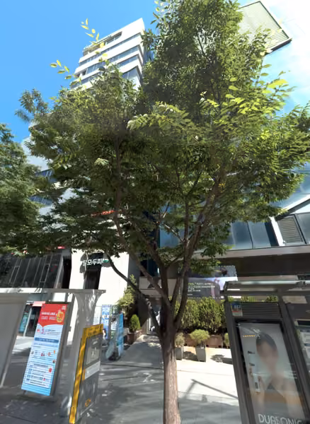 tree photo