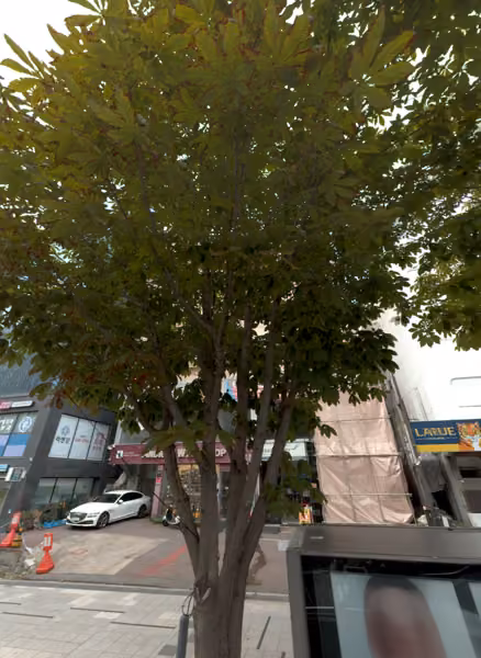 tree photo