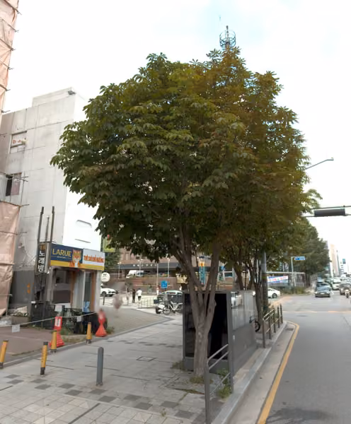 tree photo