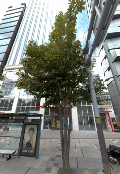 tree photo