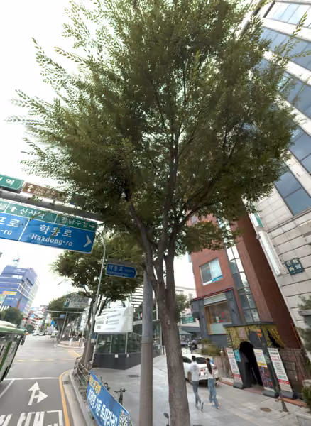 tree photo