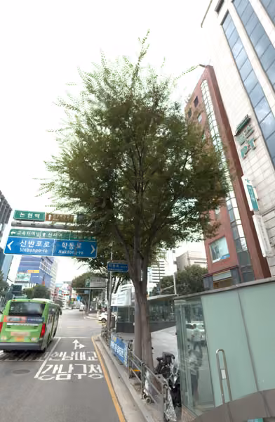 tree photo