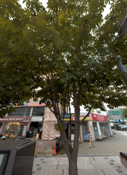 tree photo