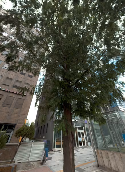 tree photo